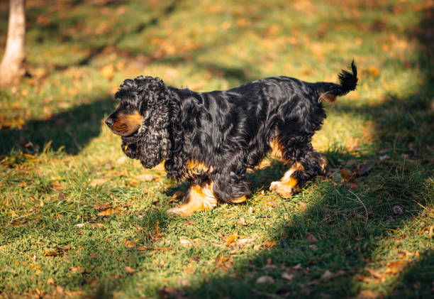 Black American Cocker Spaniel dog with a white chest sitting indoors on a white background
