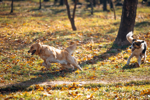 The image captures the exuberant scene of two dogs running joyfully through a forest, surrounded by the golden hues of fallen autumn leaves, conveying a sense of freedom, vitality, and the playful spirit of animals in nature’s beautiful embrace.