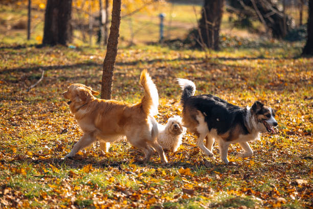 An autumn landscape enfolds as a horse grazes near two embracing dogs, a Staffordshire Bull Terrier and a Thai Ridgeback.