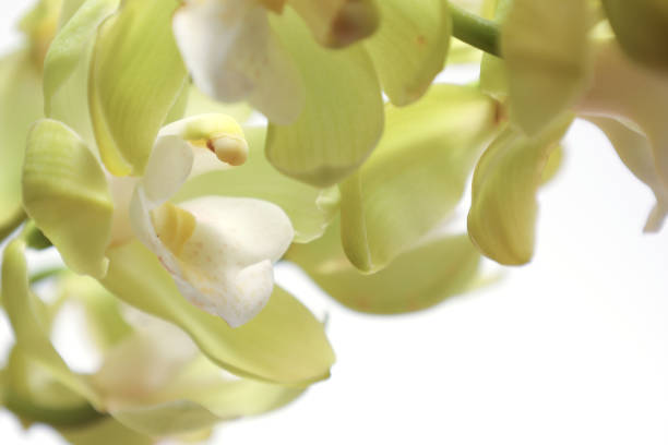 Orchid family is a diverse family of flowering plants, with colorful and often fragrant flowers. It is said that they are one of the two largest families of flowering plants with more than twenty thousand species.