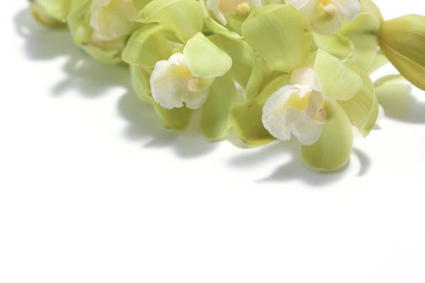 Pink and white orchid blooming on a pastel green background with copy space