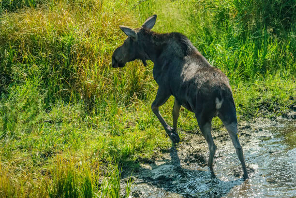 The American Moose (Alces americanus) is the largest antlered animal in the world and a member of the deer family.  The male moose can weigh between 1,200 and 1,600 pounds and have antlers, while females may reach weights of 800 – 1,300 pounds. Moose spend a lot of their summers grazing in meadows and marshy areas.  The rest of the time is spent in the forest.  Moose are also excellent swimmers and use this ability to feed on underwater vegetation.  Their diet also includes leaves, twigs, tree buds and bark.  This female moose was photographed at the Laurance S. Rockefeller Preserve in Grand Teton National Parknear Jackson, Wyoming, USA.