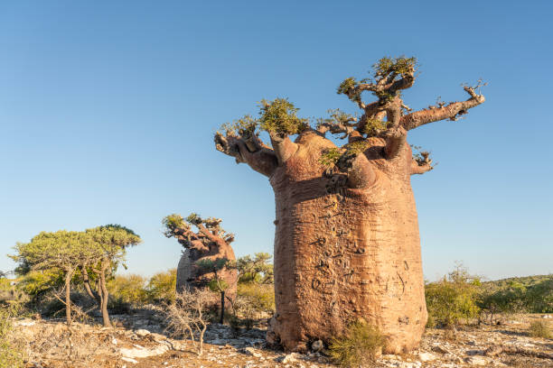 Toll old funny baobab trees hovering over green bush land in savannah landscape against clear blue sky. Madagascar