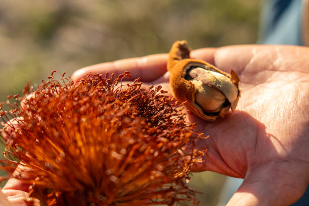 Red flower and plant pod of baobab tree in hand, Madagascar