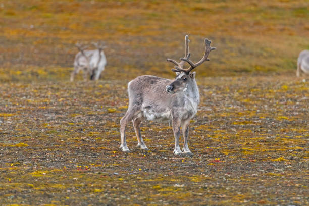 istock Svalbard Reindeer on the Arctic Tundra 2187024934