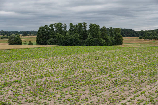 Plowed agricultural field with emerging crops on Prince Edward Island, Canada, in summer 2025 under overcast sky.