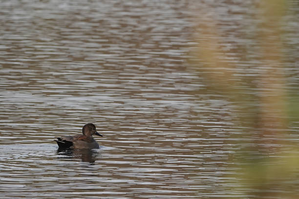 The gadwall (Mareca strepera) is a common and widespread dabbling duck found in Gray Lodge Wildlife Area in the Sacramento Valley, Butte County, California