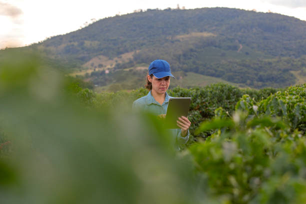 istock Woman farmer in coffee plantation 2187034263