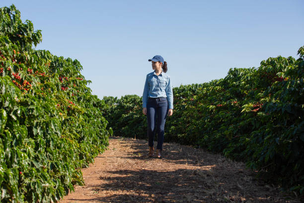 istock Woman farmer in coffee plantation 2187034308