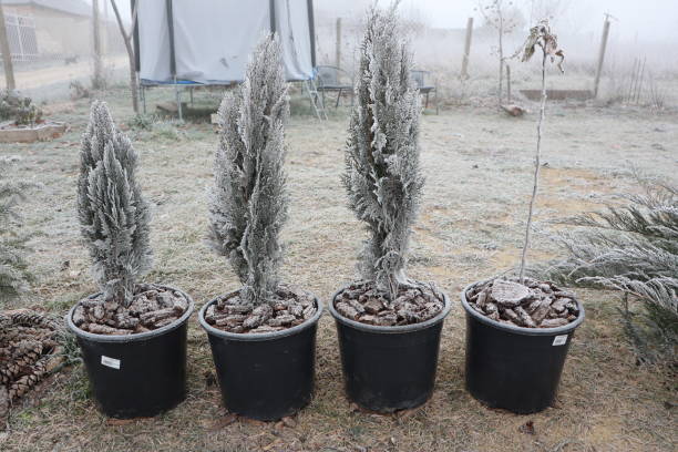 A picturesque row of frosted evergreen plants arranged in sleek black pots, beautifully highlighting winters chill