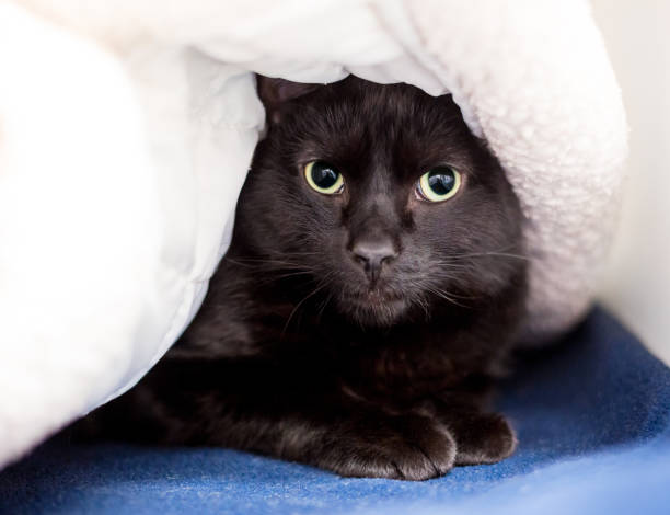 A timid black shorthair cat hiding under a blanket