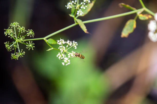 A hoverfly (epistrophe grossulariae) doing a good job of pollinating a common boneset (eupatorium perfoliatum).