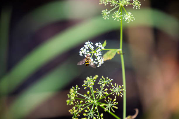 A hoverfly (epistrophe grossulariae) doing a good job of pollinating a common boneset (eupatorium perfoliatum).