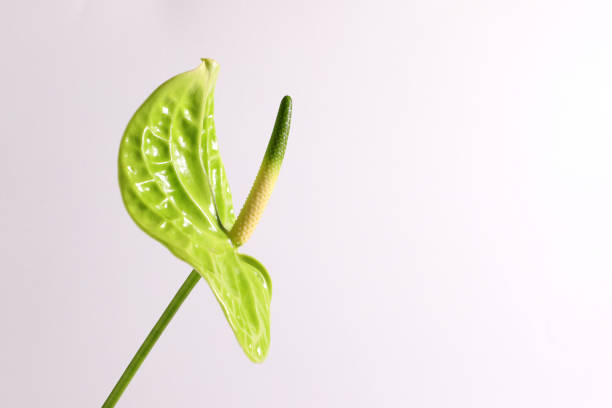 One green anthurium flower, floral beauty, on white background, tropical beauty flora