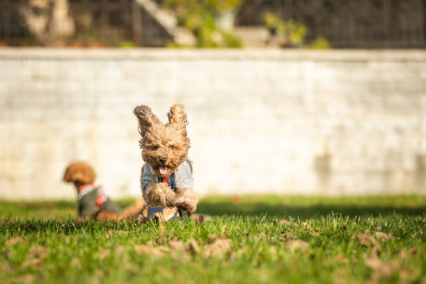 Brown domestic poodle is running on the gras at public park.