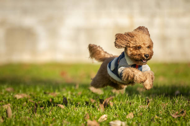 Brown domestic poodle is running on the gras at public park.