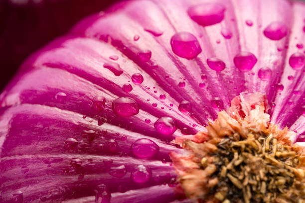 Allium cepa - Fresh red onion on the table.