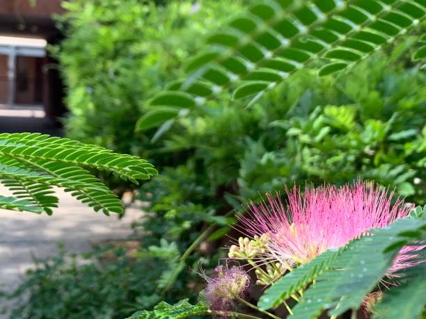 istock Mimosa Pudica Flower 2187041351