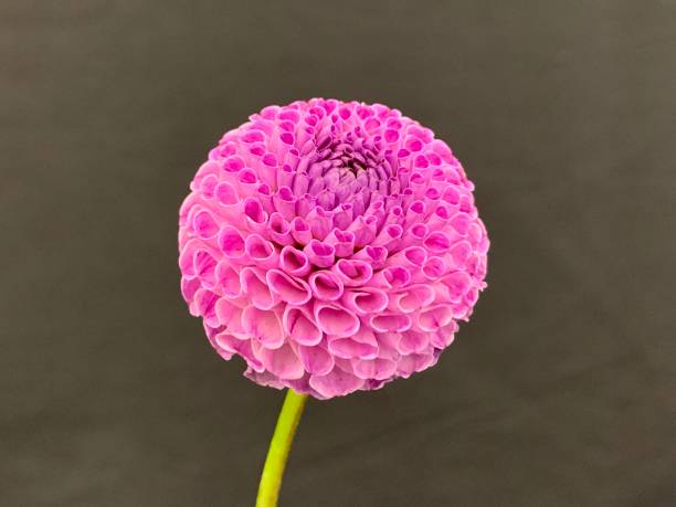 istock Beautiful Pink Flower 2187041382
