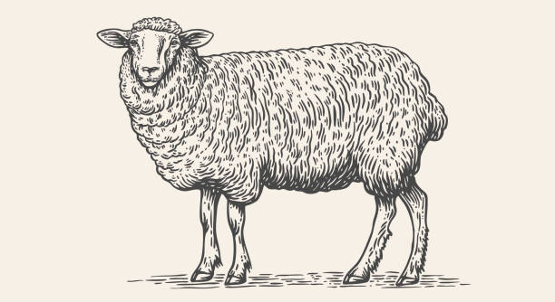 Sheep, lamb, mutton. Vintage retro print, black white sheep drawing, sketch ink pencil draw, engrave old school style. Sketch artwork silhouette head sheep. Head sheep, lamb. Vector Illustration