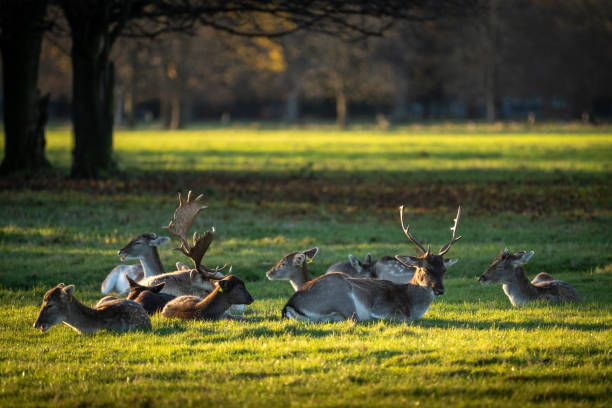 A herd of fallow deer sitting relaxing in the grass in Phoenix Park, Dublin, Ireland. It is a popular tourist attraction