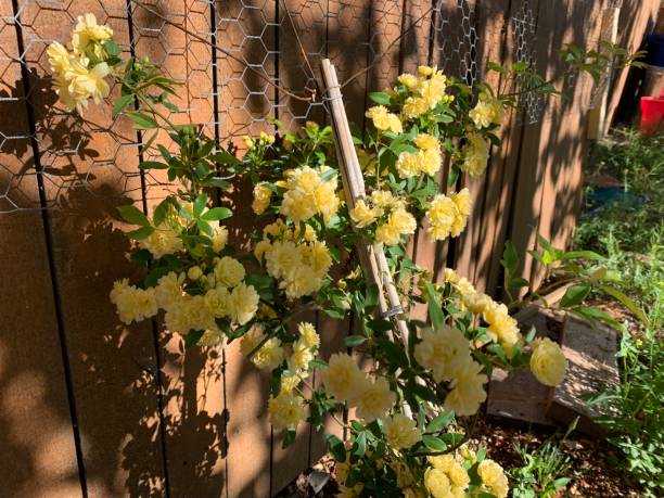istock Beautiful Yellow Roses 2187042646