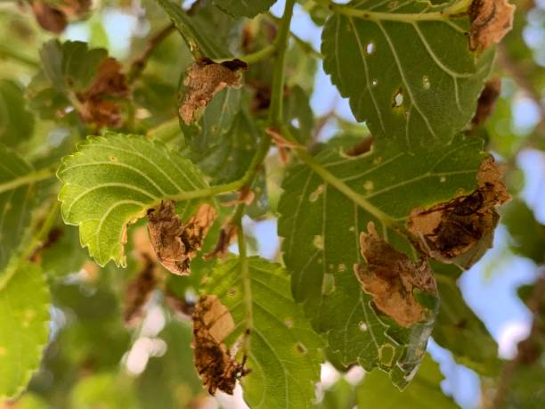 istock Close-Up of Tree Leaves with Damage 2187042667