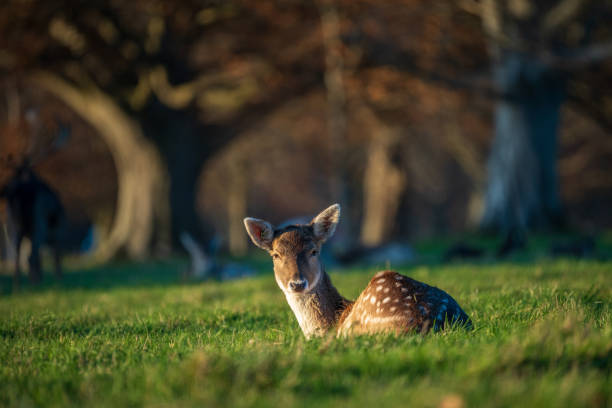 istock A young fawn deer sitting in sunshine looking at camera 2187042699