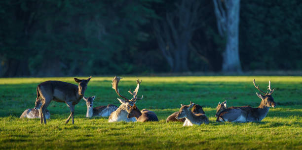 A panoramic view of herd of fallow deer sitting relaxing in the grass in Phoenix Park, Dublin, Ireland. It is a popular tourist attraction