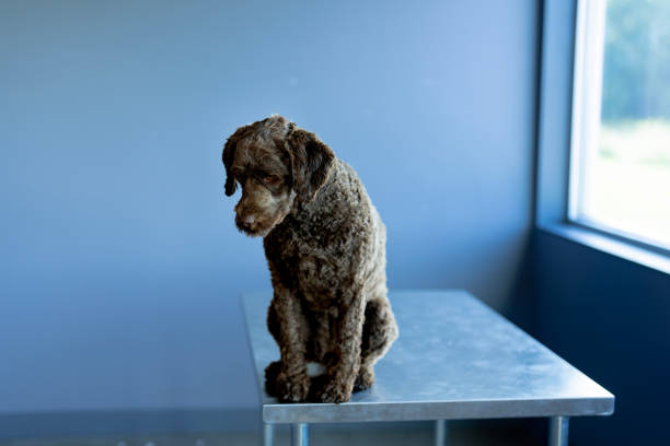 A young brown Portuguese Waterdog sits up on an exam table as she waits patiently for the veterinarian to come in for an exam.  She has her mouth open and her tongue hanging out as she gently smiles.