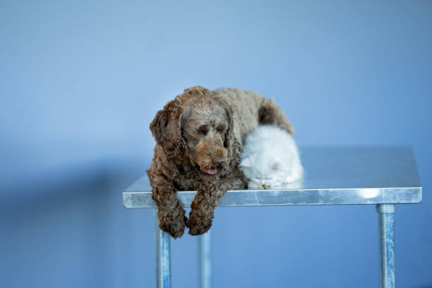 A young brown Portuguese Waterdog, and a white Persian kitten, lay together on an exam table as they wait patiently for the veterinarian to come in for an exam.  The two are laying contently and appear happy.
