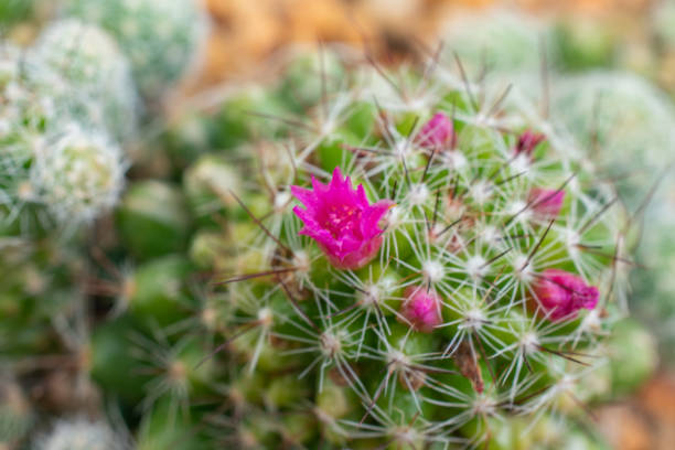 The Cactus in bloom, specifically Mammillaria polythele, features a striking display of delicate, colorful flowers that form a ring around the top of the cactus. Known for its unique, cylindrical shape and covered in spines, this species blooms with small, vibrant pink, white, or yellow flowers, adding a stunning contrast to its spiny texture. Mammillaria polythele thrives in dry conditions and is a popular choice for cactus collectors and succulent enthusiasts due to its beauty and low-maintenance nature.