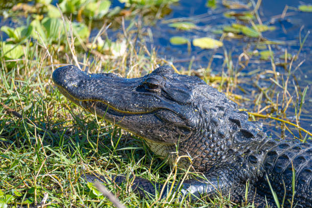 Beautiful specimen of aligator in its natural environment of Everglades in Florida, United States