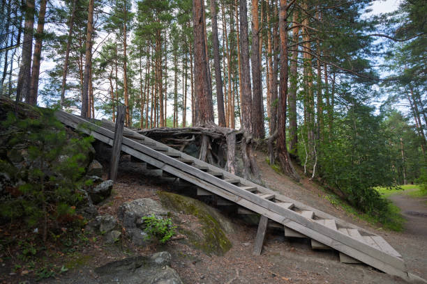 wooden staircase in the forest.