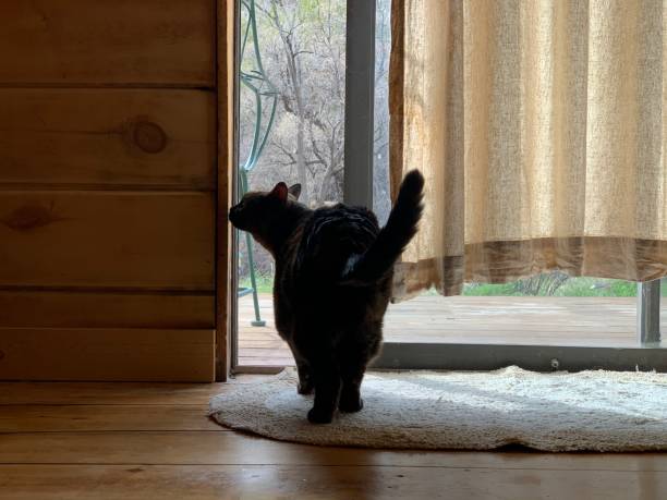 istock Curious Cat by the Door 2187047958