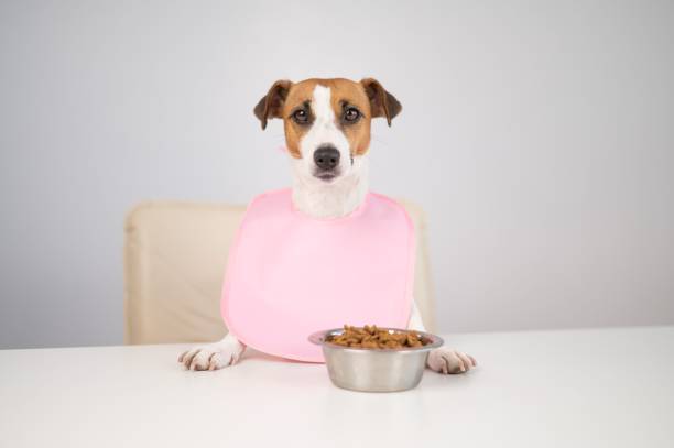 istock Dog jack russell terrier at the dinner table in a pink bib. 2187048193
