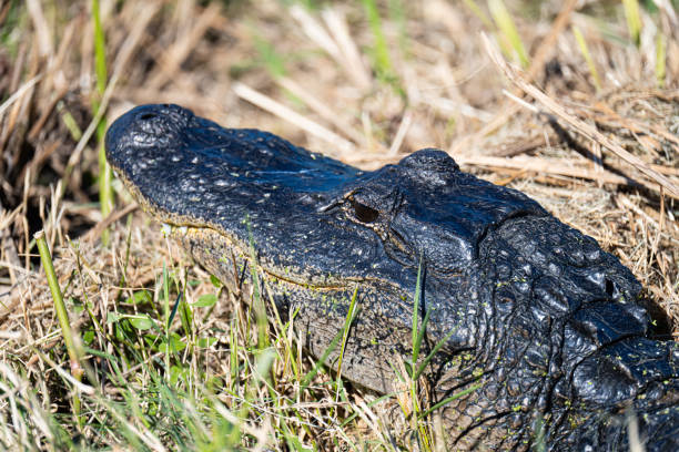Alligators photographed at state park in Texas
