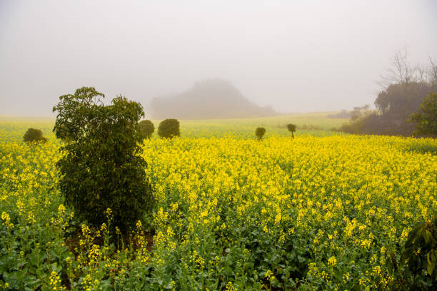 istock Yellow blossoming canola rapeseed fields and dense fog in Luoping, Yunnan, China 2187048471