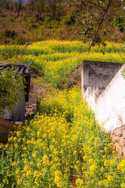 istock Vibrant yellow field with trees in Luosi Field, Luoping China 2187048618