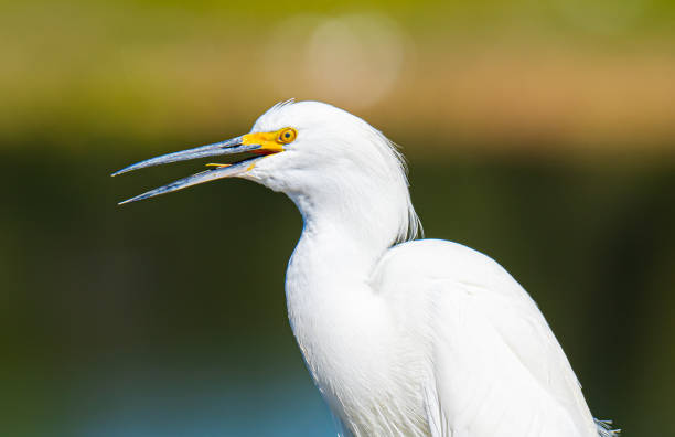 istock Snowy Egret Portrait 2187050488