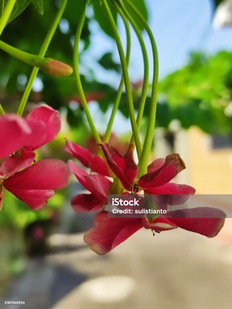 cận cảnh hoa nấc cụt với tên Latin Combretum indicum đang nở rộ và có mùi thơm - Trả phí Bản quyền Một lần Bó hoa - Cắm hoa Bức ảnh sẵn có cận cảnh hoa nấc cụt với tên Latin Combretum indicum đang nở rộ và có mùi thơm - Trả phí Bản quyền Một lần Bó hoa - Cắm hoa Bức ảnh sẵn có