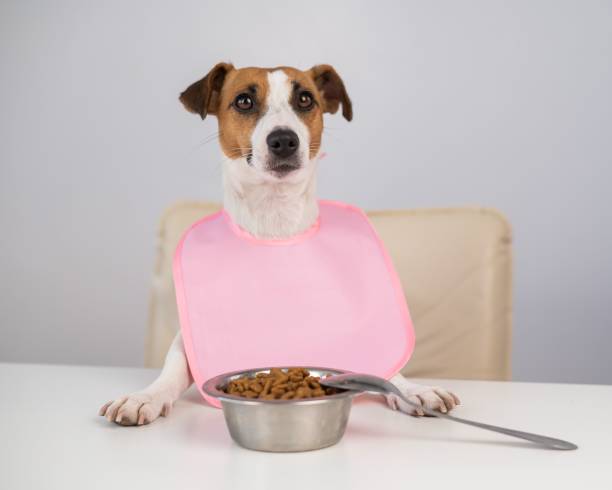 istock Dog jack russell terrier at the dinner table in a pink bib. 2187050985