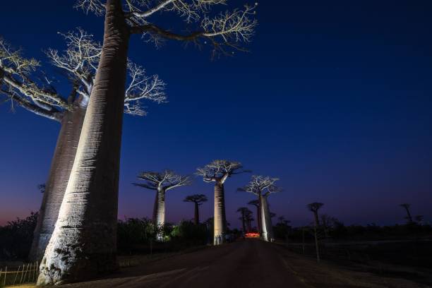 istock Illuminated Baobab Trees Under a Starry Night Sky, Morondava, Madagascar 2187051034