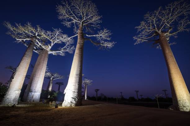 istock Illuminated Baobab Trees Under a Starry Night Sky, Morondava, Madagascar 2187051042