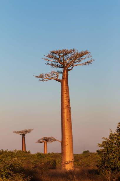 istock Sunset Over the Baobab Trees of Madagascar 2187051064