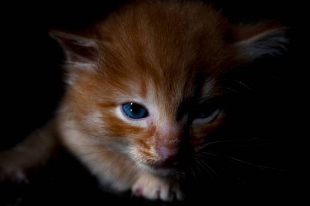 Close up of a cute kitten in a dimly lit room