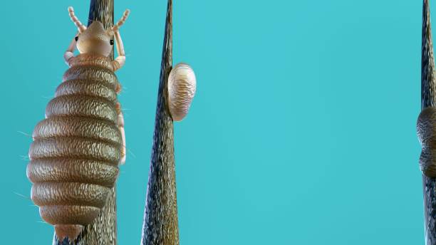 head lice lay nits on hair shafts 3d rendering of lice lay nits on hair shafts close to the scalp, tick eggs stock pictures, royalty-free photos & images