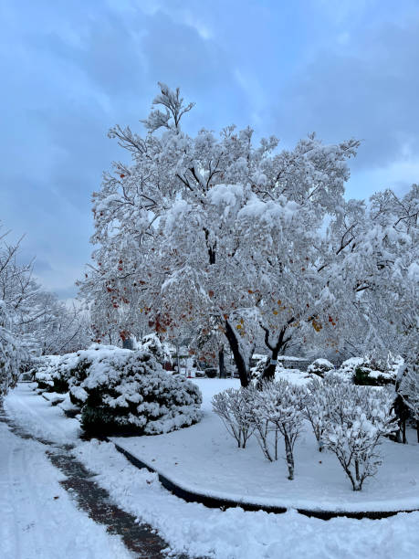 istock Snow Day Morning in City Park 2187056399