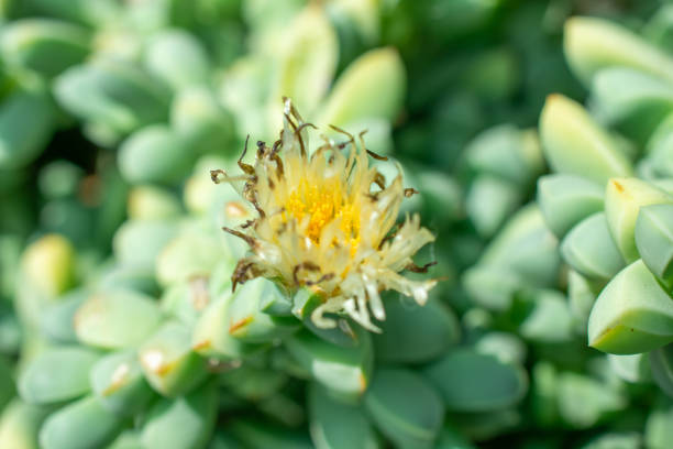The flower of Sedum treleasei, a charming succulent species, is a delicate cluster of star-shaped blooms in soft yellow hues that beautifully contrast its thick, bluish-green, fleshy leaves. These flowers often bloom in late winter to early spring, adding a vibrant and cheerful touch to its rosette-like foliage. Native to Mexico, Sedum treleasei thrives in well-drained soil and sunny locations, making it a popular choice for rock gardens, container arrangements, and xeriscapes. Its stunning flowers not only enhance its ornamental appeal but also attract pollinators like bees and butterflies, making it a delightful addition to any succulent collection.