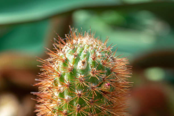 The Micranthocereus is a rare and captivating cactus species known for its slender, columnar stems covered in clusters of spines that create a striking texture. A close-up reveals its intricate details, with sharp spines contrasting against the smooth, ribbed surface of the stem. Some species of Micranthocereus produce vibrant flowers, ranging from white to pink or purple, which emerge from woolly areoles, adding a touch of elegance to its rugged appearance. Native to Brazil, this cactus thrives in arid and semi-arid climates, making it a favorite among collectors and desert plant enthusiasts. Ideal for rock gardens, xeriscapes, or as a unique potted specimen, Micranthocereus is both a resilient and visually stunning plant.